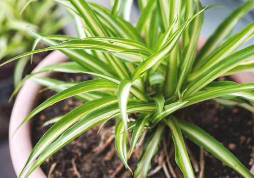 Achieving Fresh Air With the Best Air Purifying House Plants and Expert HVAC Maintenance Companies